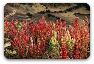 Color Quinoa Plants