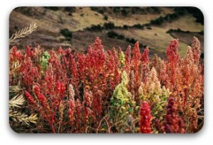 Colorful Quinoa